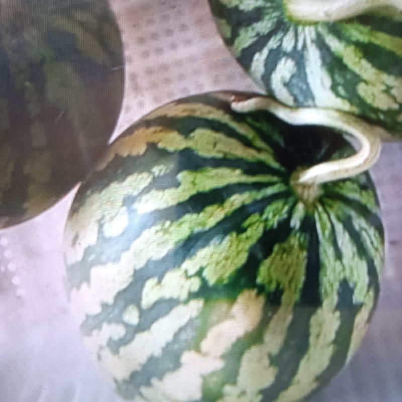 代办无籽麒麟，高次，二标，露天京欣，需要的老板联系