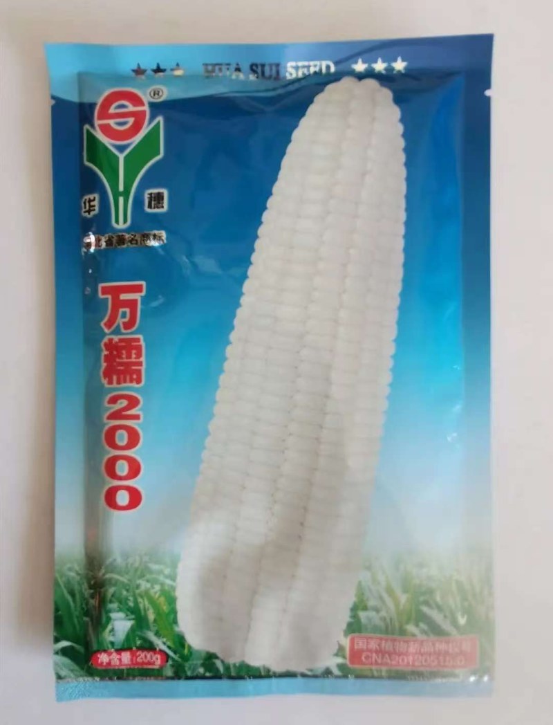 万糯2000白糯玉米