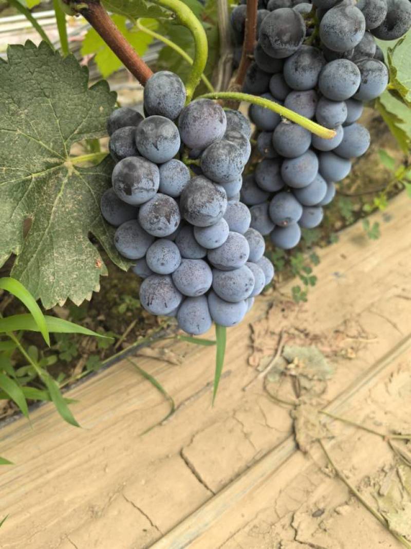 夏黑葡萄口感好倍甜