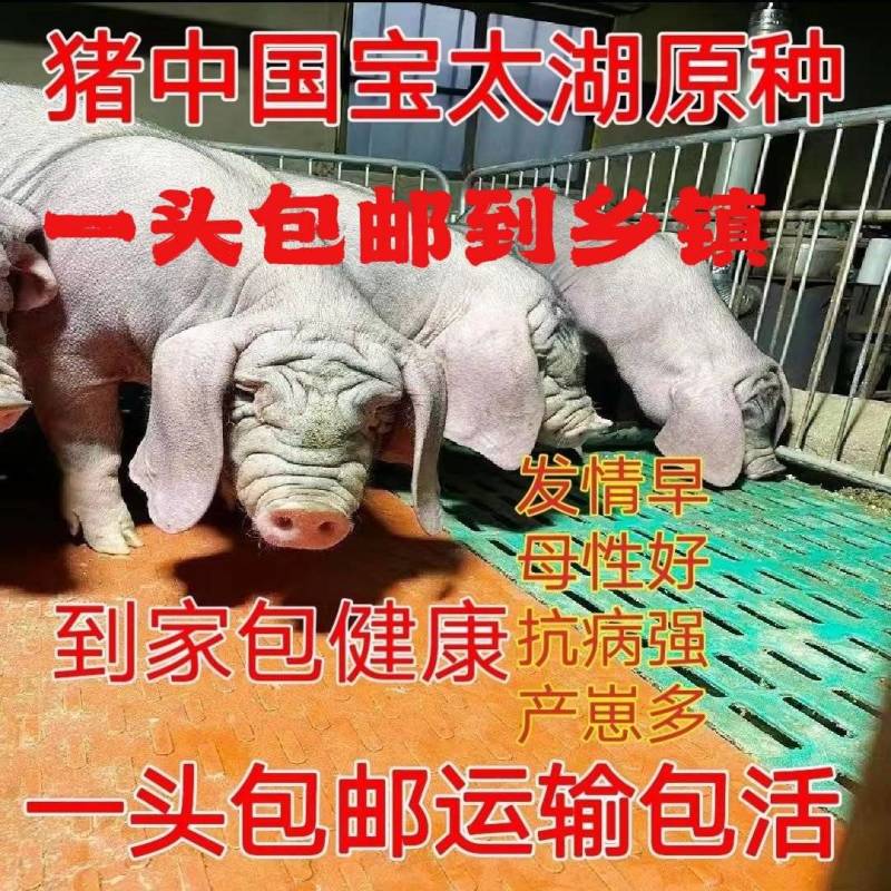 原种太湖母猪苗大梅山太湖母猪仔二花脸太湖母猪崽活体猪苗