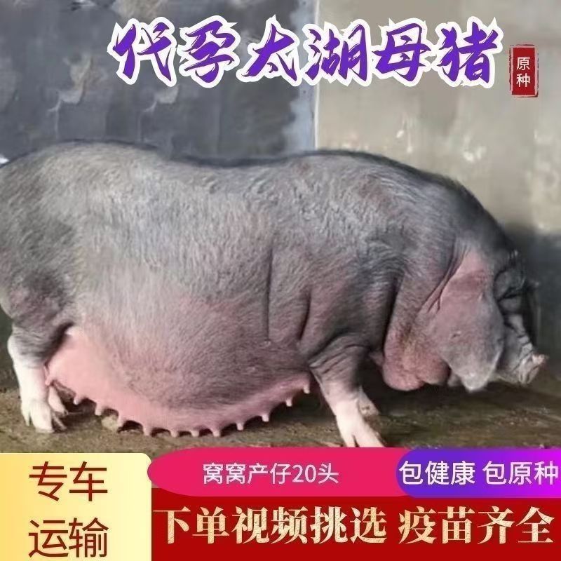 原种太湖母猪苗大梅山太湖母猪仔二花脸太湖母猪崽活体猪苗