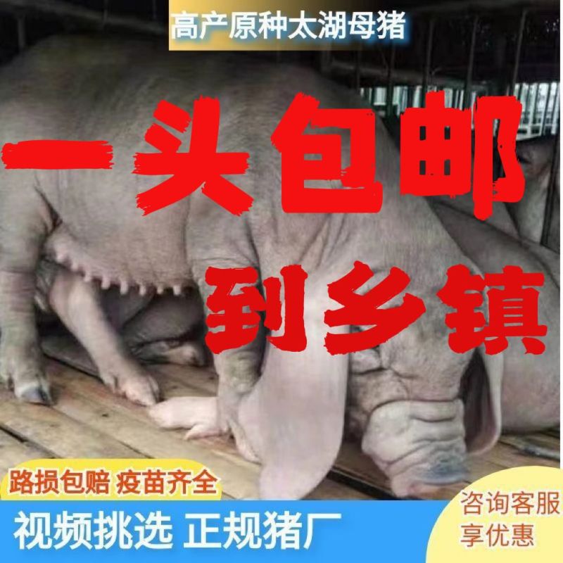 原种太湖母猪苗大梅山太湖母猪仔二花脸太湖母猪崽活体猪苗
