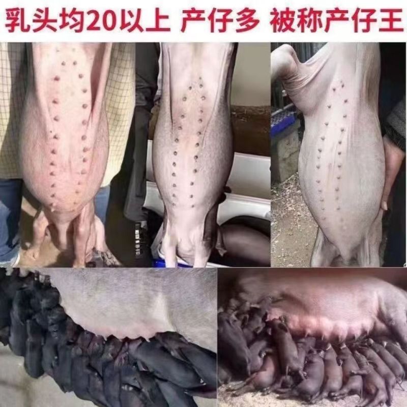 原种太湖母猪苗大梅山太湖母猪仔二花脸太湖母猪崽活体猪苗