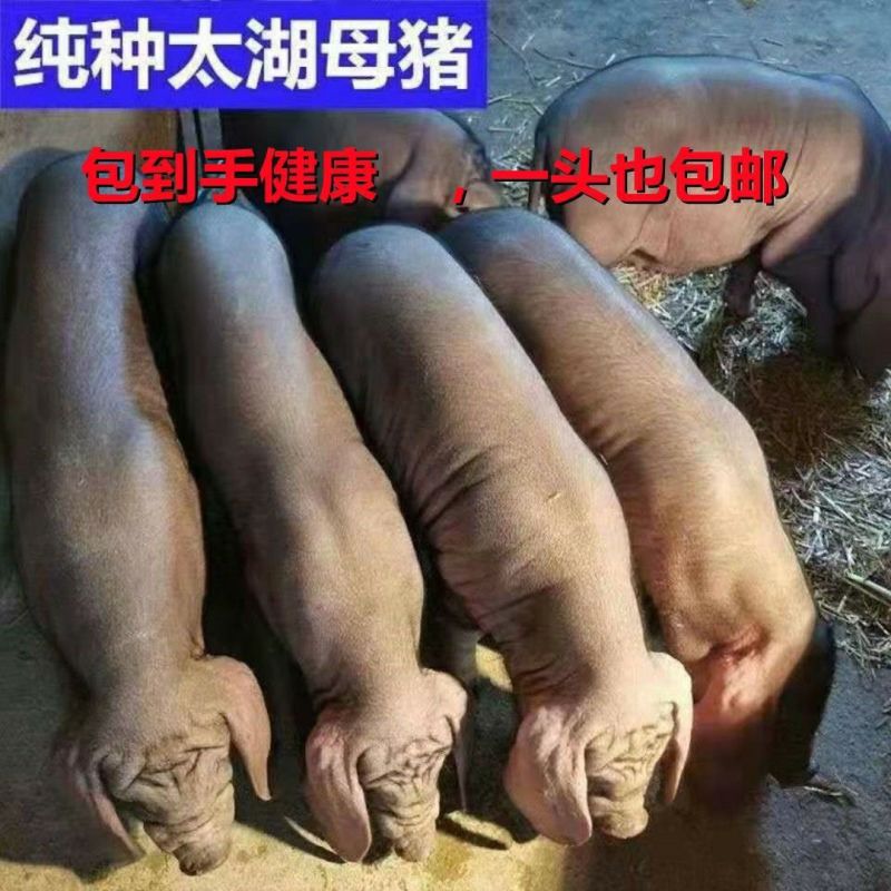 原种太湖母猪苗大梅山太湖母猪仔二花脸太湖母猪崽活体猪苗
