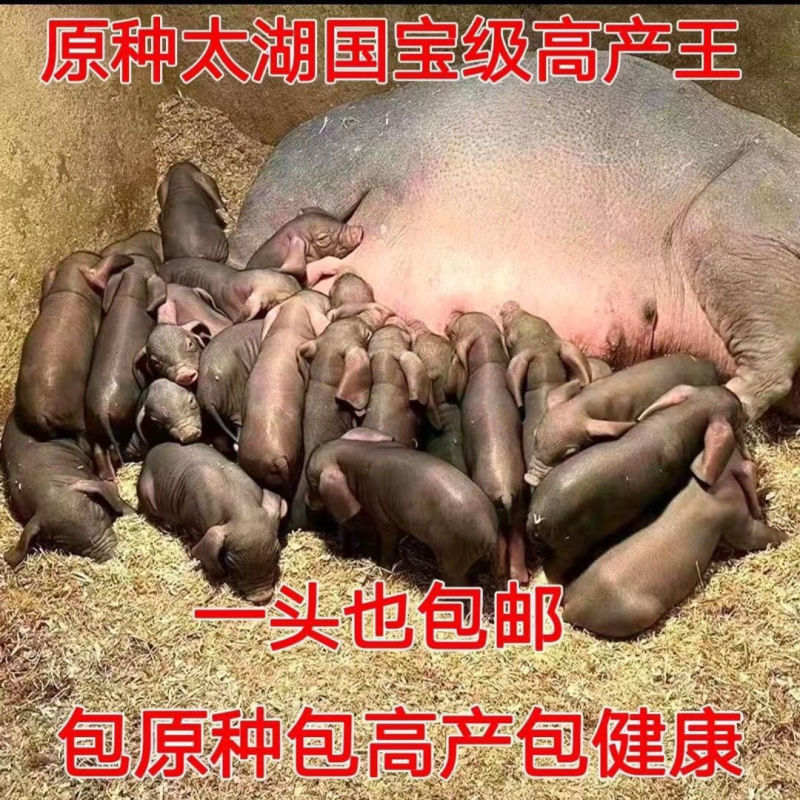 原种太湖母猪苗大梅山太湖母猪仔二花脸太湖母猪崽活体猪苗