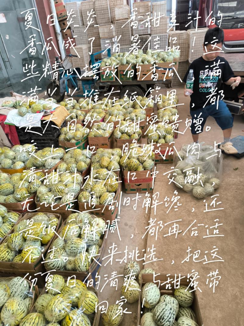 花美人甜瓜量大从优