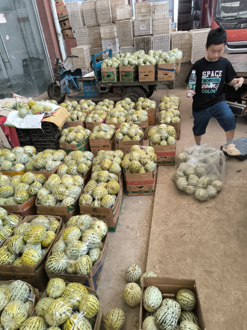 花美人甜瓜量大从优