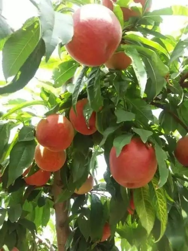 陕西夏之梦毛桃，燕川红，产地直供，一手货源