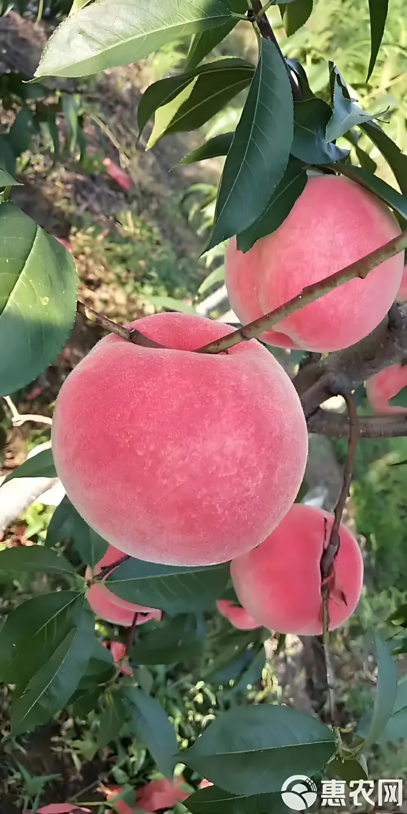 陕西夏之梦毛桃，燕川红，产地直供，一手货源