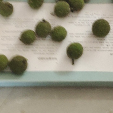 构树果子