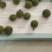 构树果子