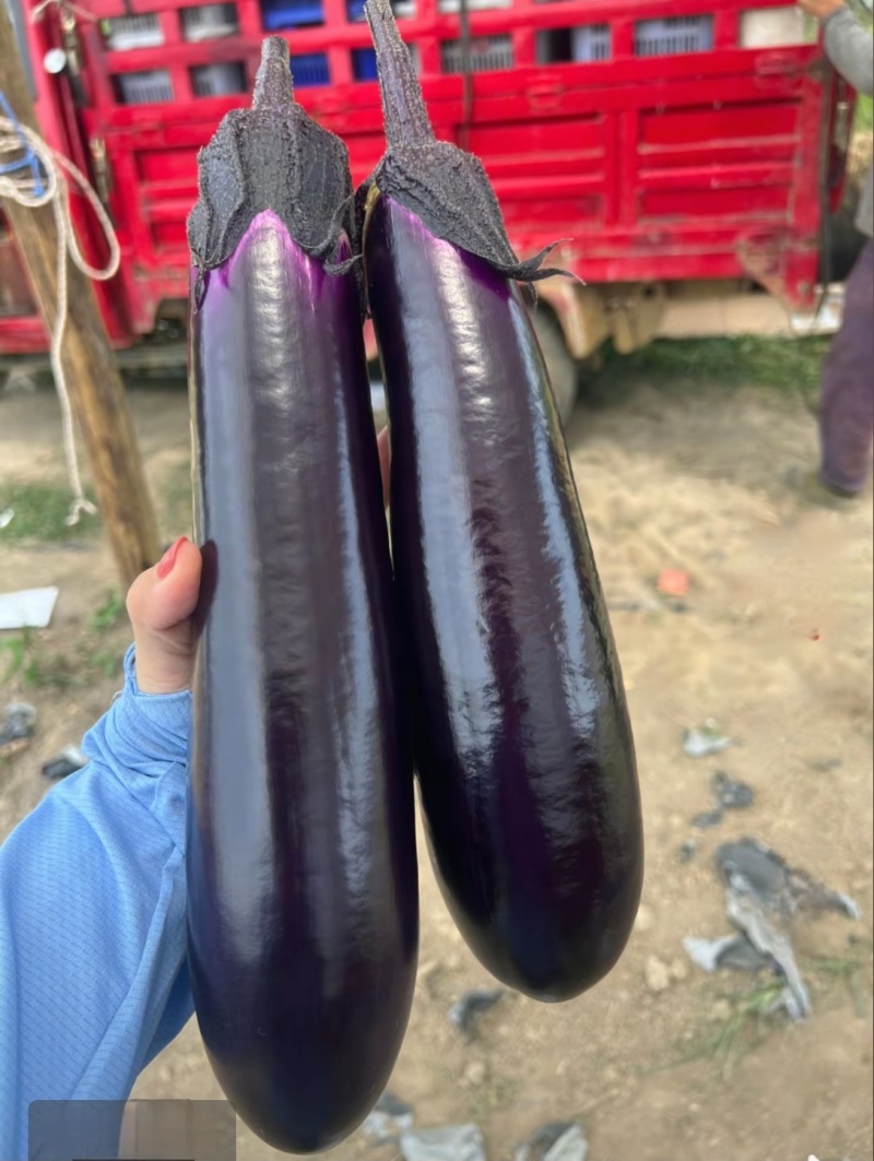 紫红烧烤茄子苗绿长茄苗面包茄嫁接苗各种长茄圆茄苗都有