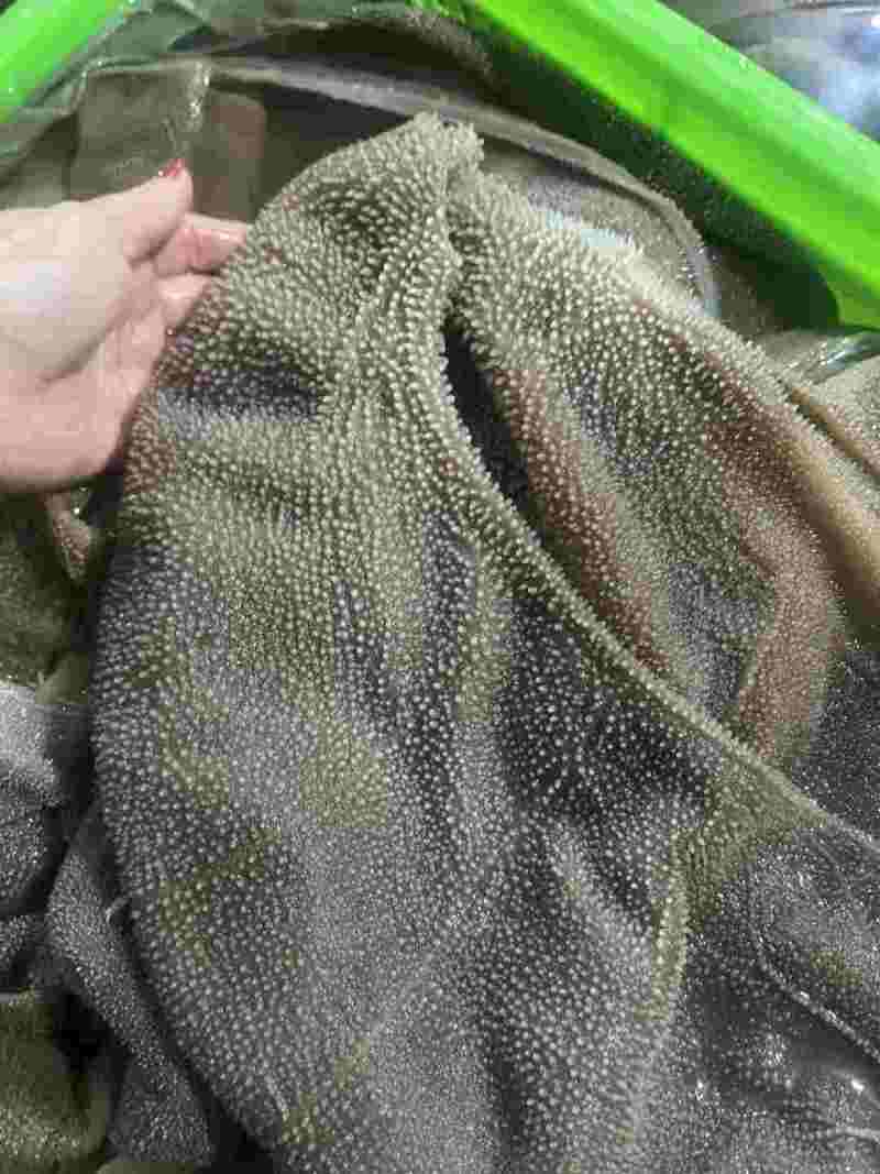 双A黄牛大叶片大量有货价格透明全国发货火锅必备