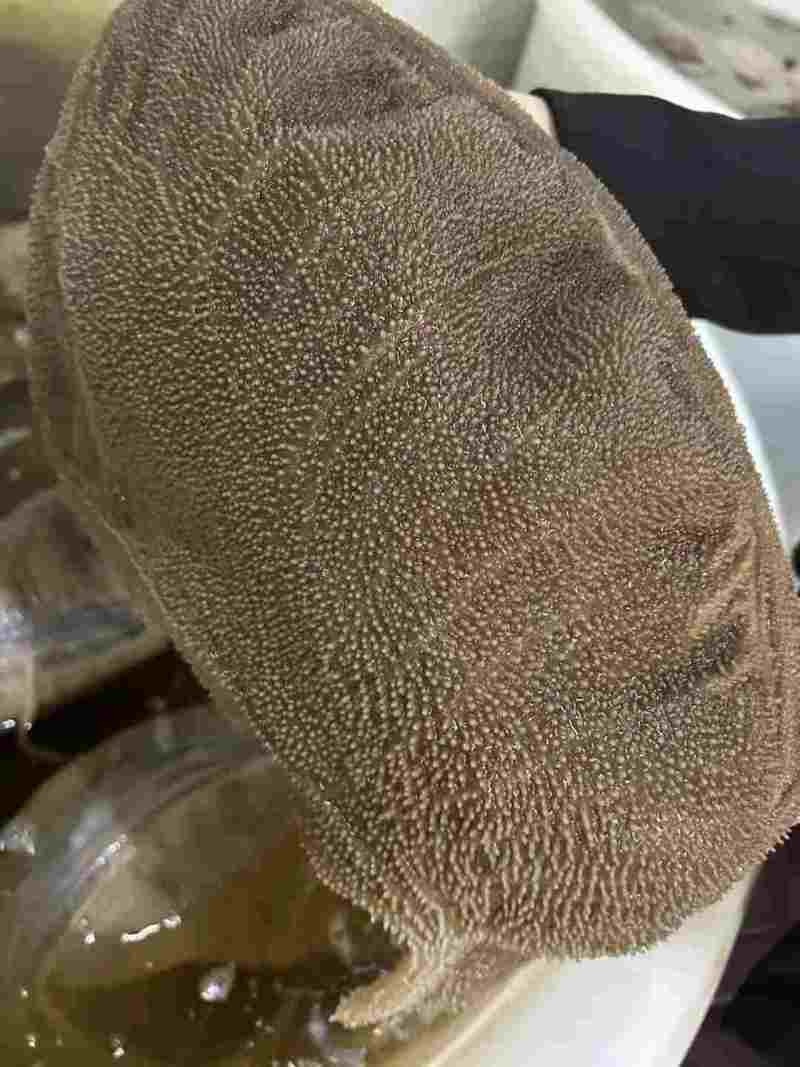 双A黄牛大叶片大量有货价格透明全国发货火锅必备