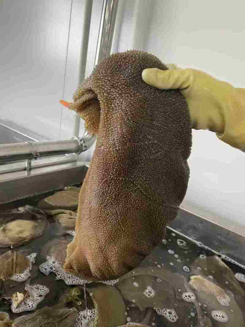 双A黄牛大叶片大量有货价格透明全国发货火锅必备