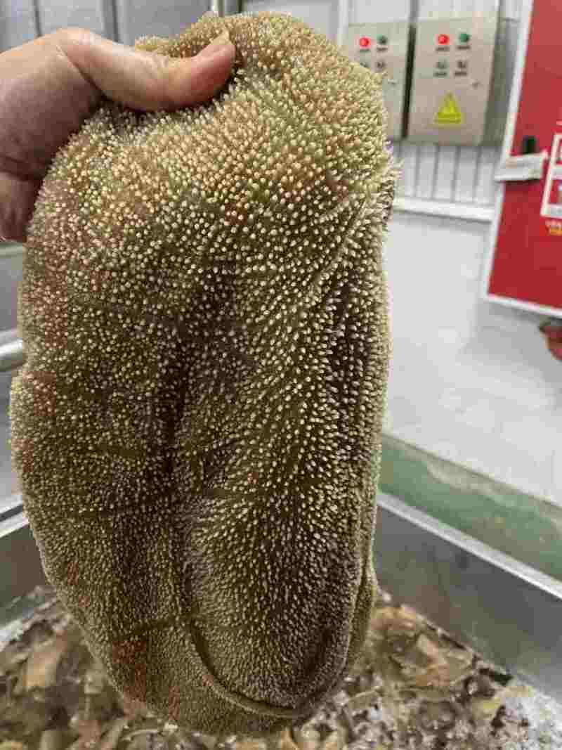 双A黄牛大叶片大量有货价格透明全国发货火锅必备