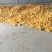 玉米棒，玉米粒大量上市产地装车量大从优诚信经营致电联系