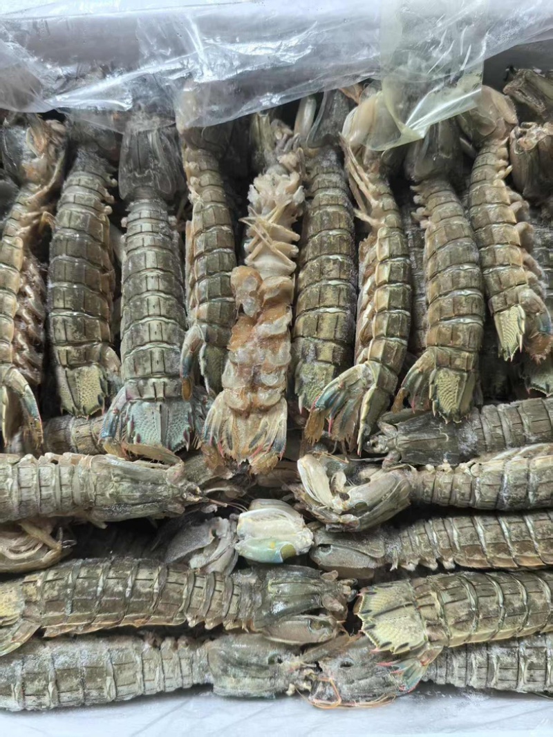 鲜冻皮皮虾