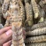 鲜冻皮皮虾