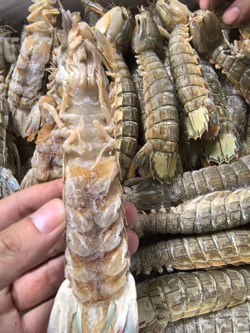 鲜冻皮皮虾