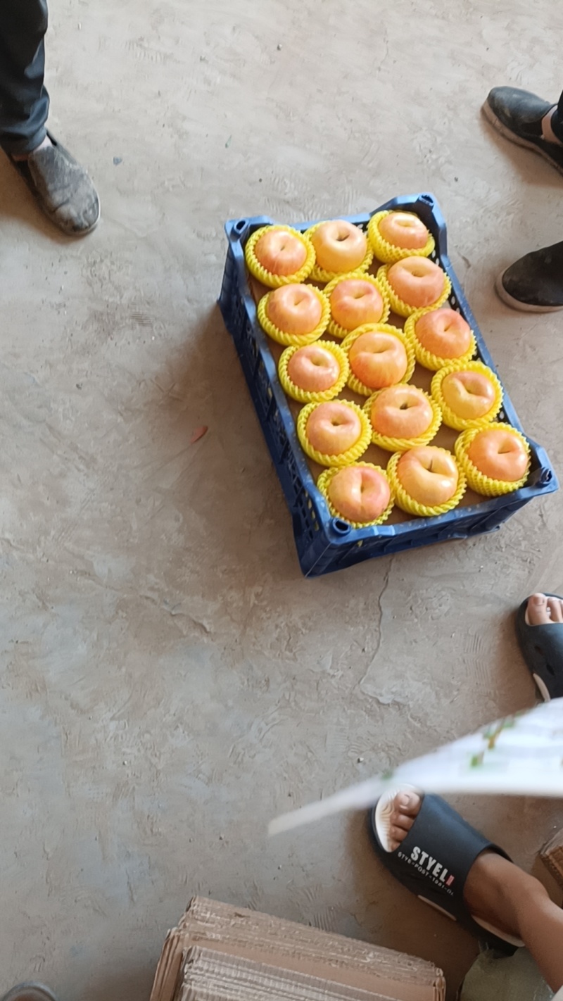有盘九黄金大蟠桃大量有货