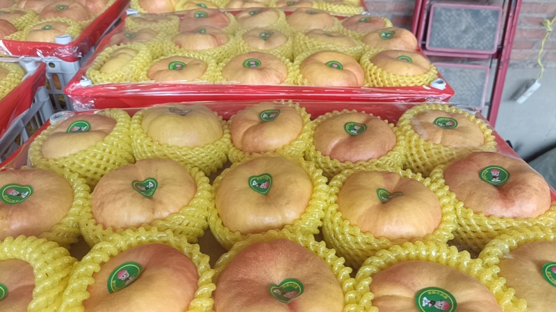 有盘九黄金大蟠桃大量有货
