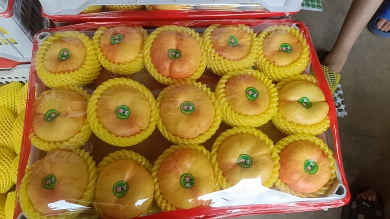 有盘九黄金大蟠桃大量有货