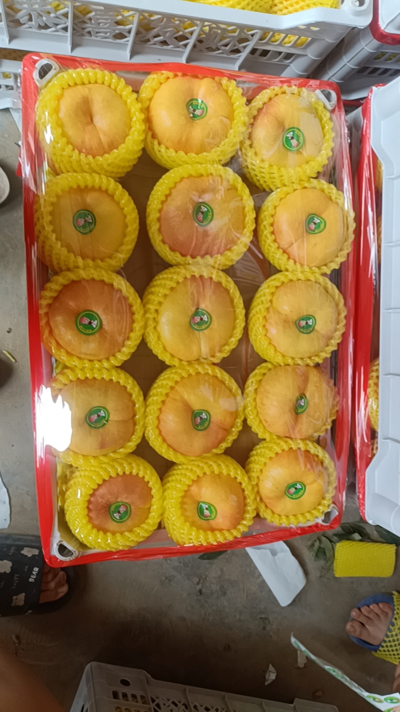 有盘九黄金大蟠桃大量有货