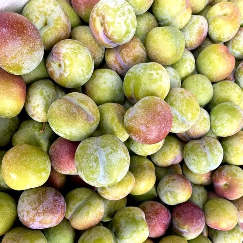 半边红脱骨李，6月红脆李，红布林五月翠，大红鲤红宝石