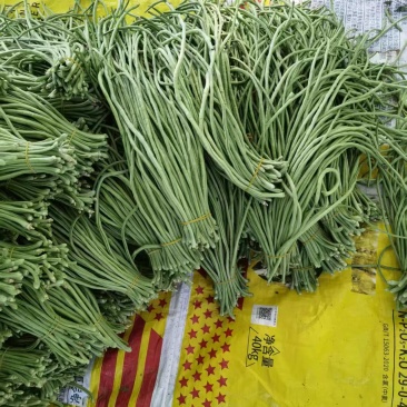 绿龙豆角