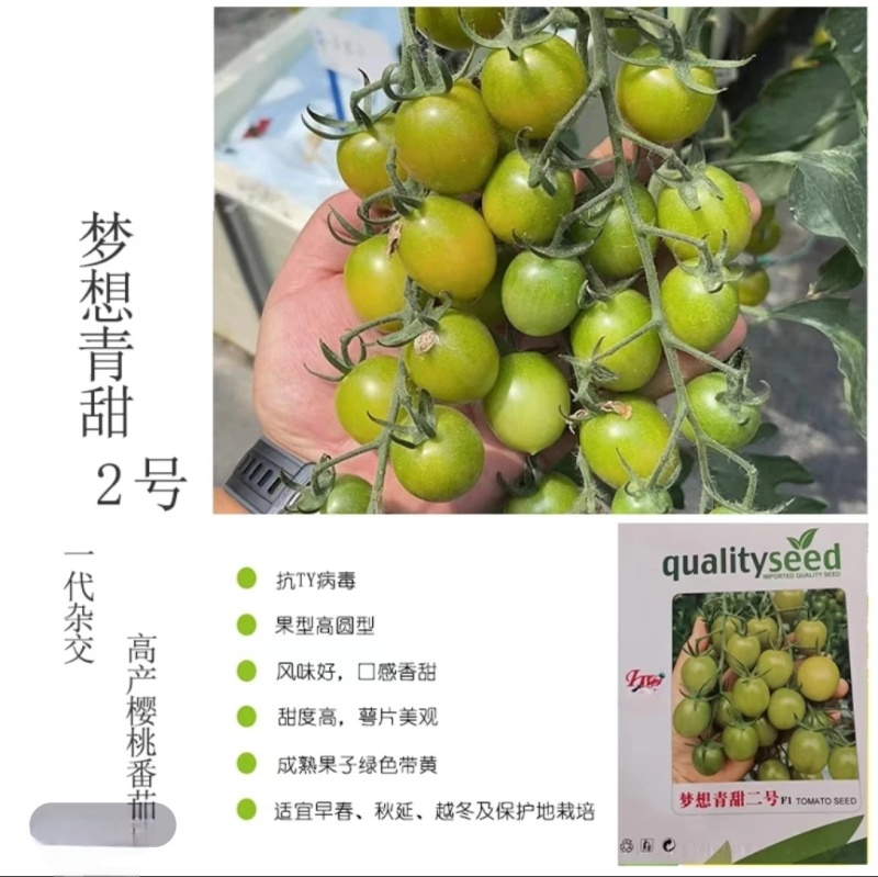 青甜2号圣女果苗高口感糖度高花絮多产量高，抗病强有现苗