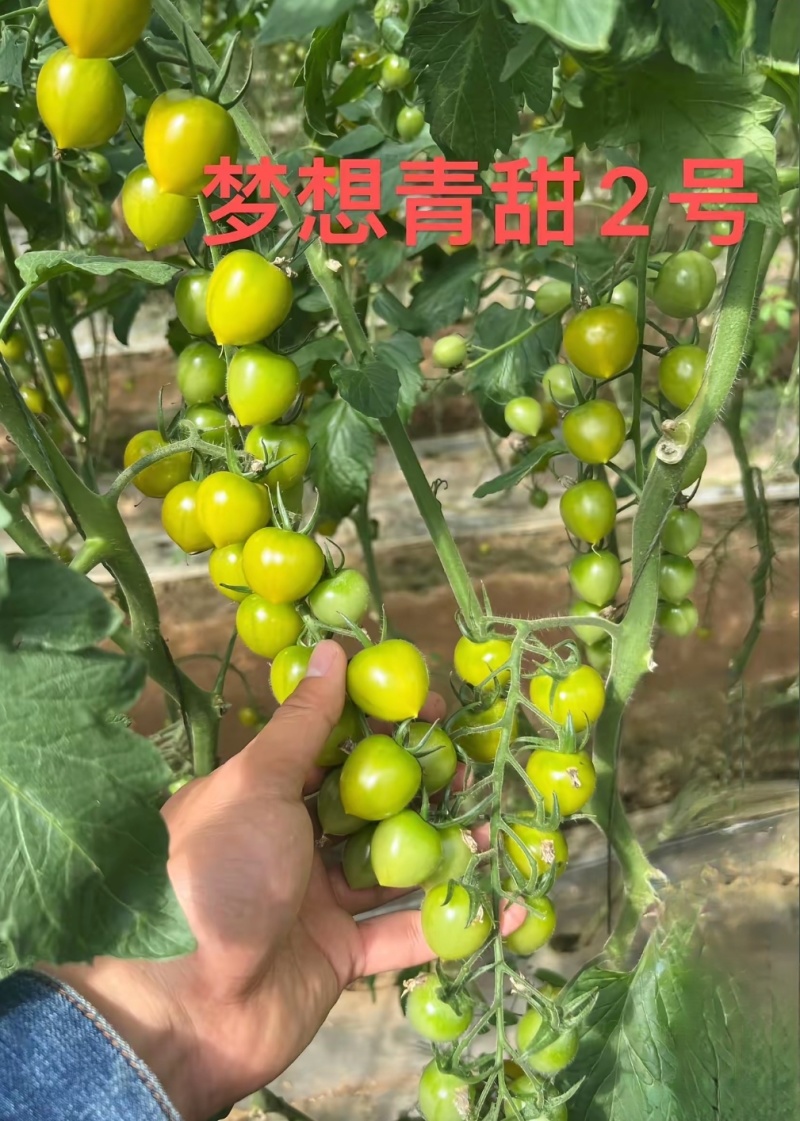 青甜2号圣女果苗高口感糖度高花絮多产量高，抗病强有现苗
