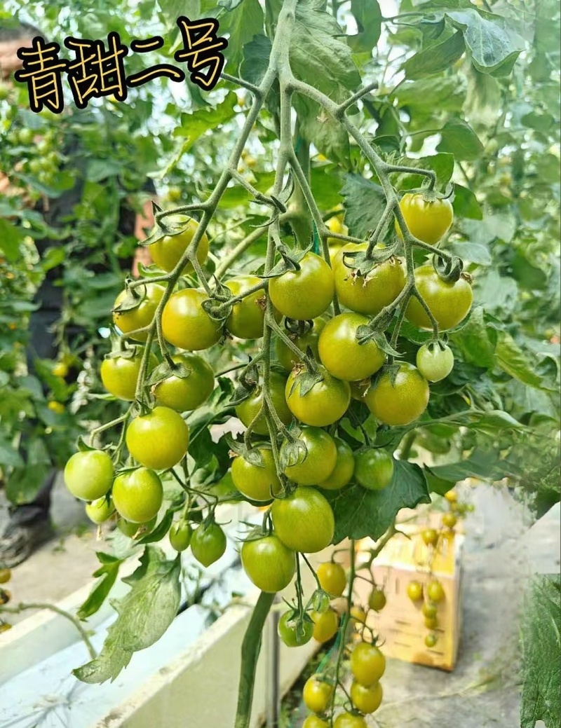 青甜2号圣女果苗高口感糖度高花絮多产量高，抗病强有现苗