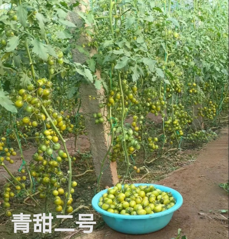 青甜2号圣女果苗高口感糖度高花絮多产量高，抗病强有现苗