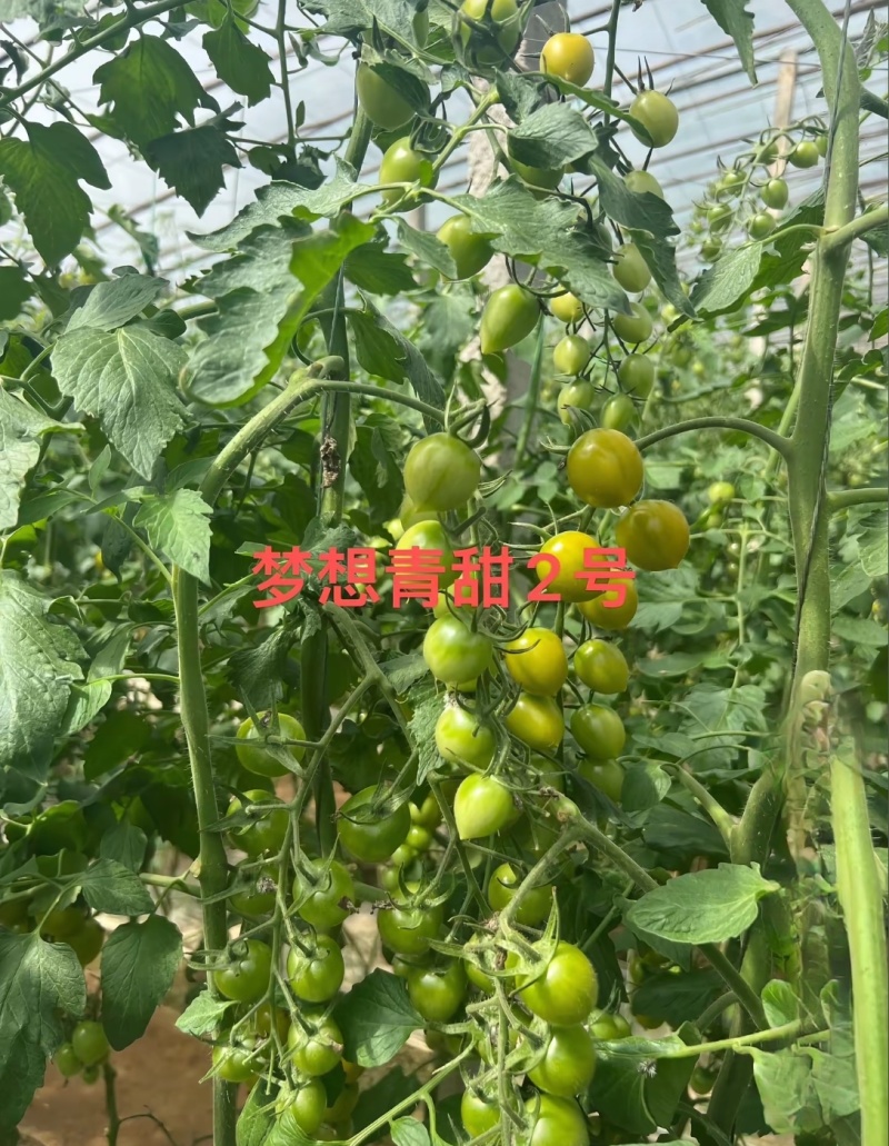 青甜2号圣女果苗高口感糖度高花絮多产量高，抗病强有现苗