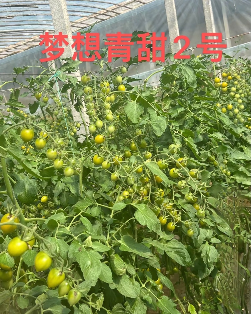 青甜2号圣女果苗高口感糖度高花絮多产量高，抗病强有现苗