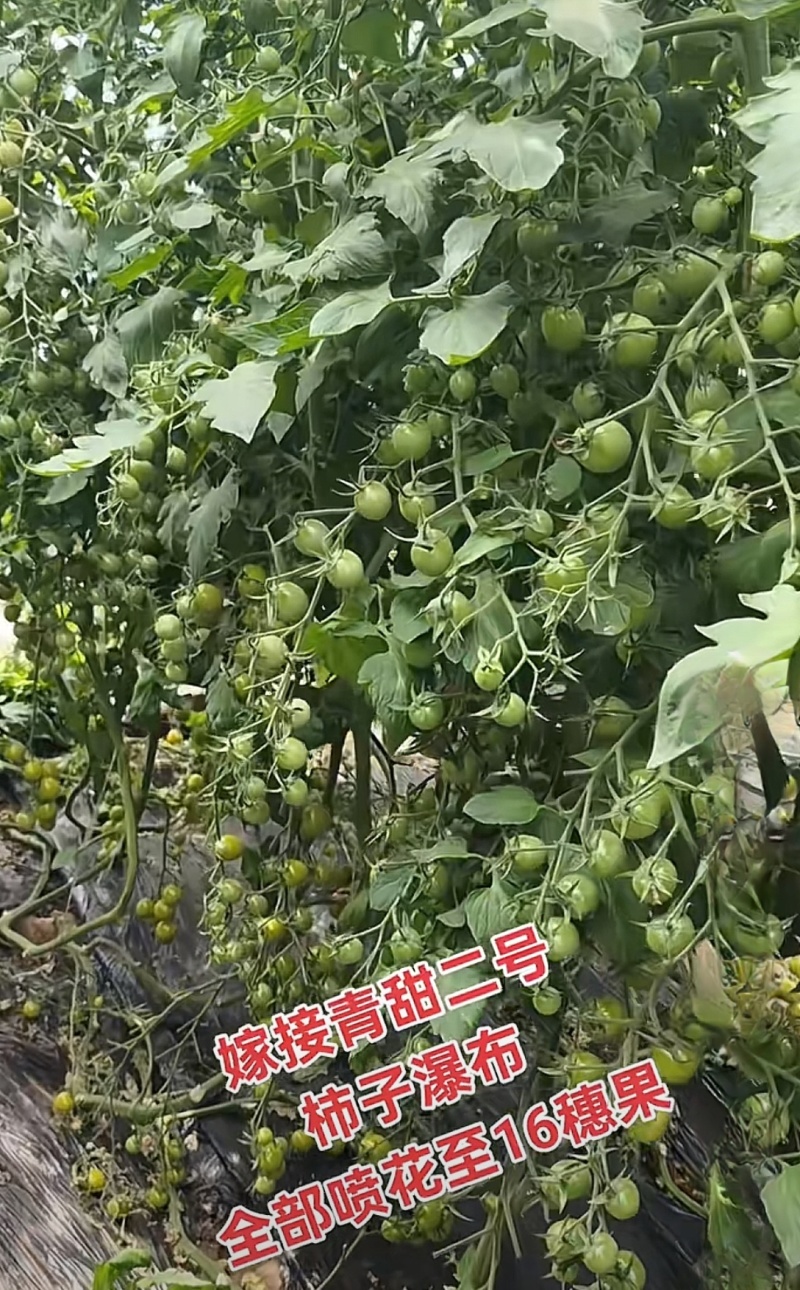 青甜2号圣女果苗高口感糖度高花絮多产量高，抗病强有现苗