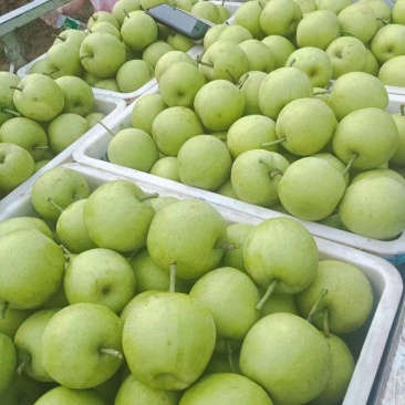 皇冠梨