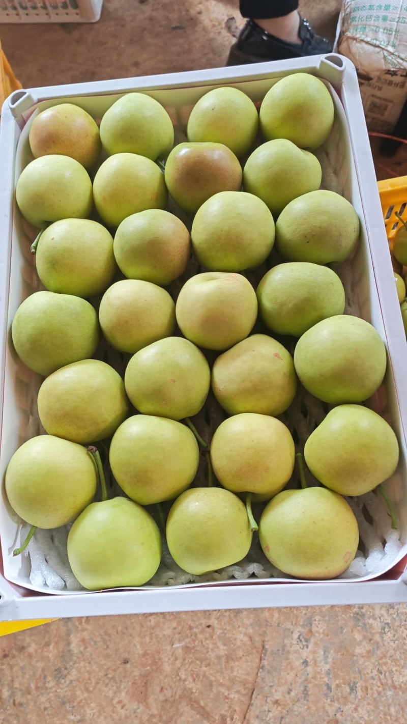 云南丁香梨。蜂糖梨！大量上市欢迎采购