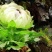 高海拔藏域雪莲花！！！！！！！！！！！！！