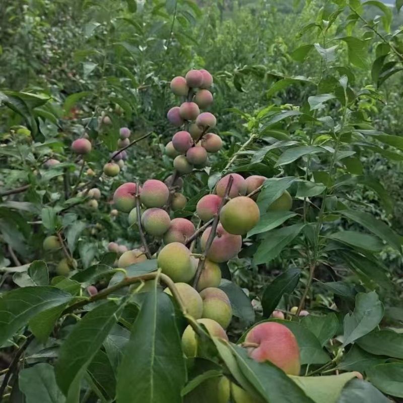 李子半边红李子