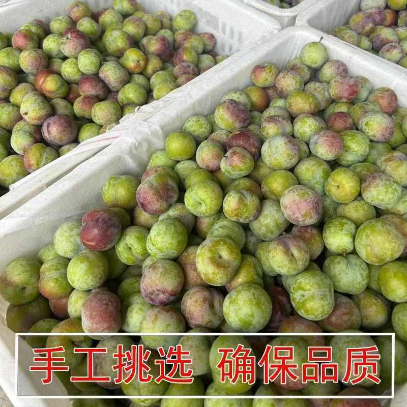 李子半边红李子