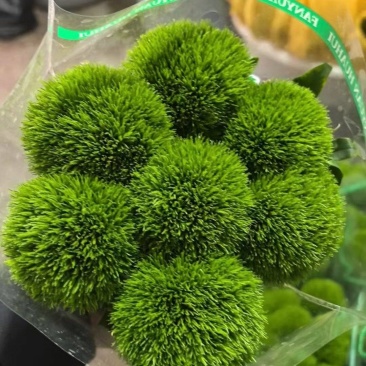 绿毛球