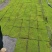 人工养殖星星藓