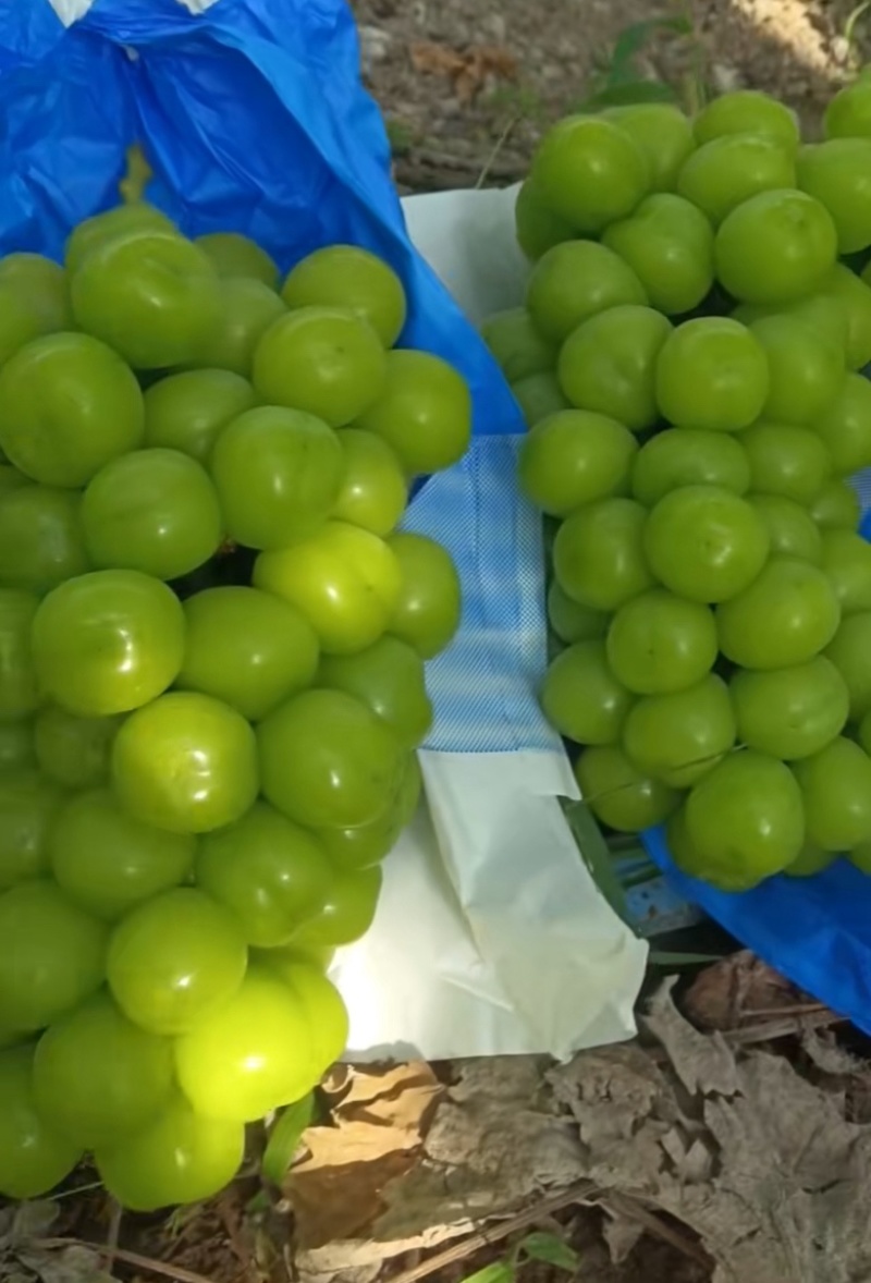 夏邑阳光玫瑰大量上市毛毛钱全国发货价格合适
