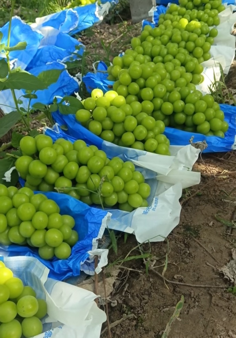 夏邑阳光玫瑰大量上市毛毛钱全国发货价格合适