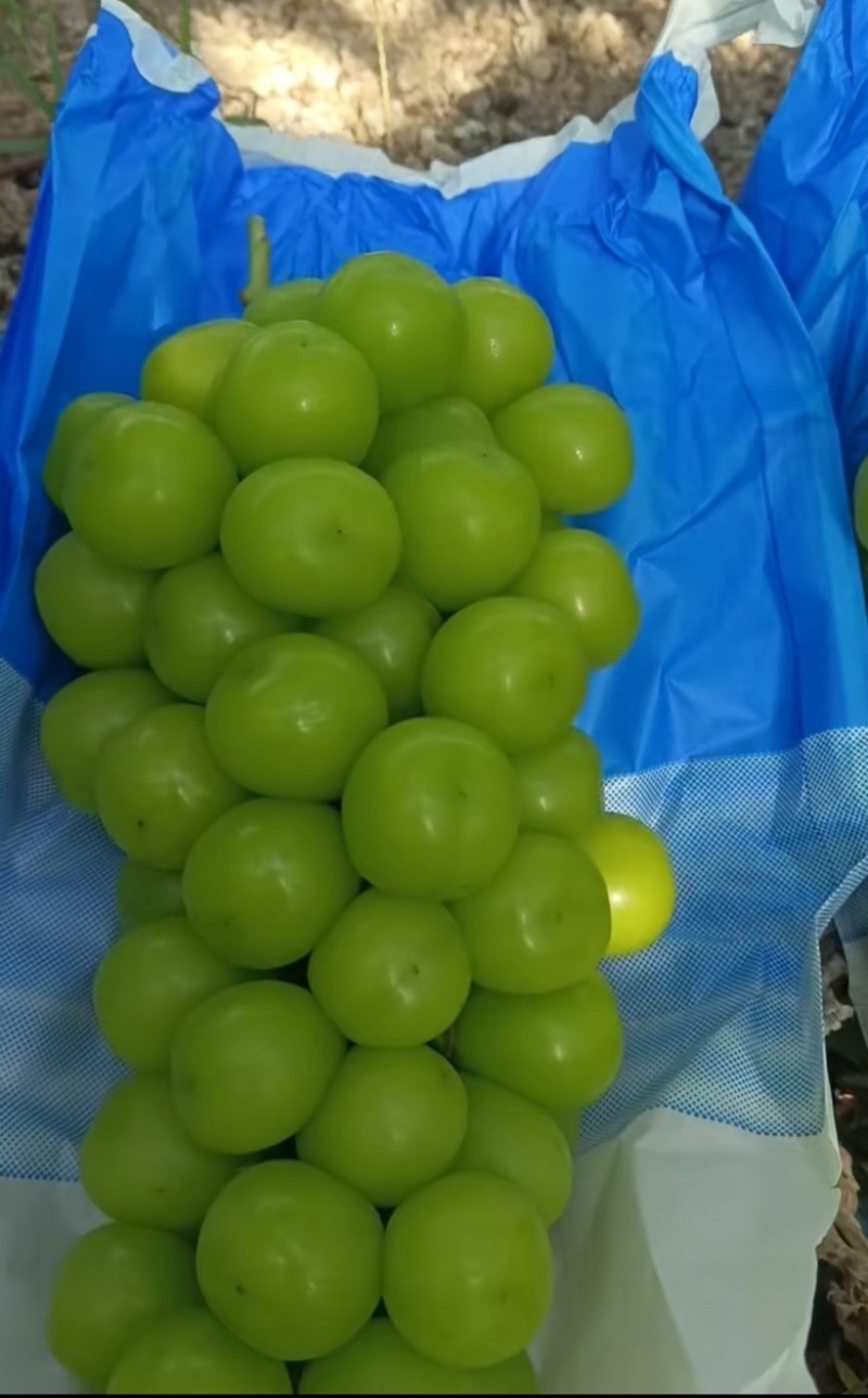 夏邑阳光玫瑰大量上市毛毛钱全国发货价格合适