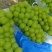 夏邑阳光玫瑰大量上市毛毛钱全国发货价格合适