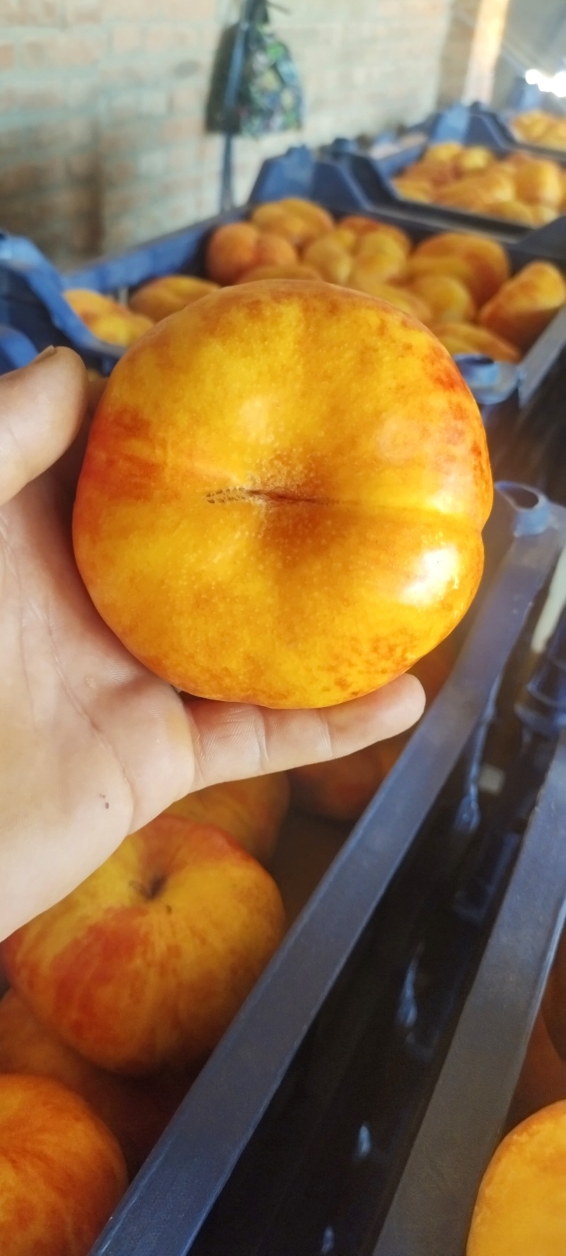 油蟠九