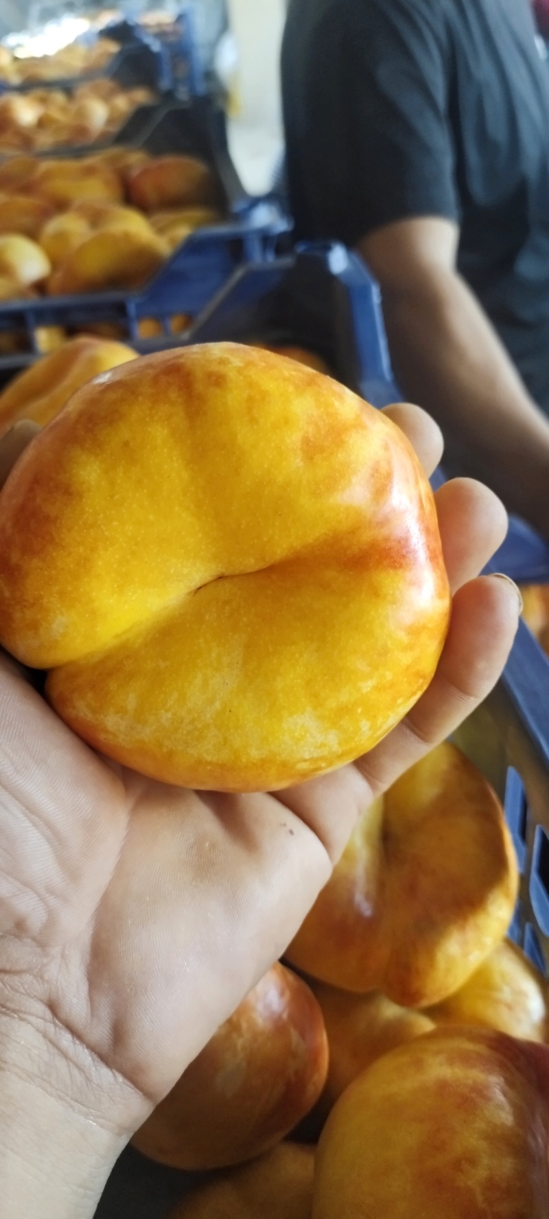 油蟠九